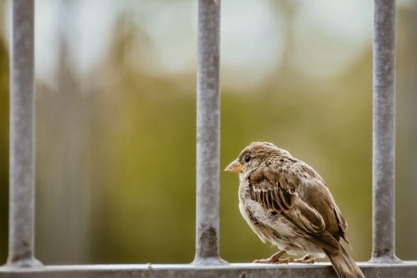 sparrow, bird, animal-6960807.jpg
