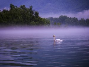 swan, lake, lago maggiore-752449.jpg